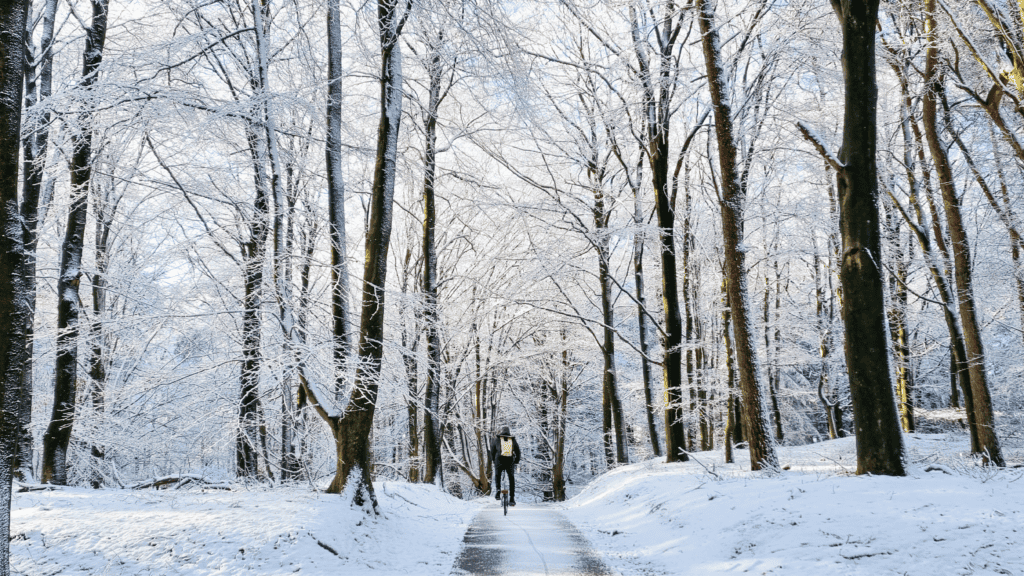 Fietser op een besneeuwd bospad omringd door hoge, met sneeuw bedekte bomen.