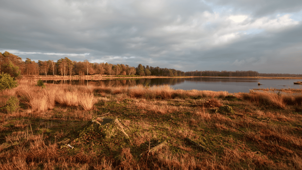 Kalme vijver omringd door warme herfstkleuren en gouden grassen.