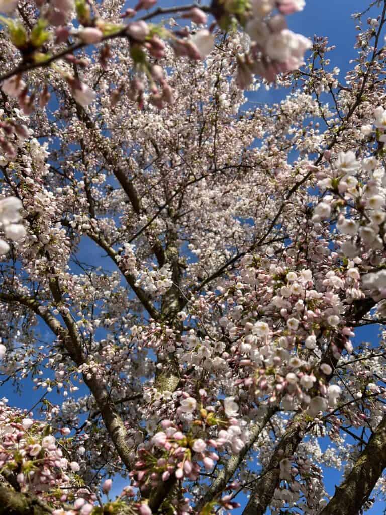 Kleinschallige vakantie Nederland